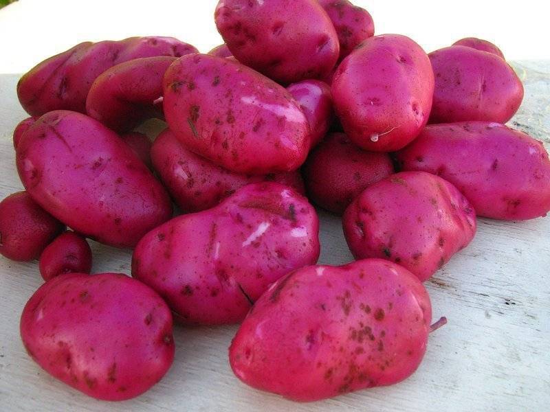 Какой картофель посадить на участке: 25 самых вкусных сортов с фото и описанием