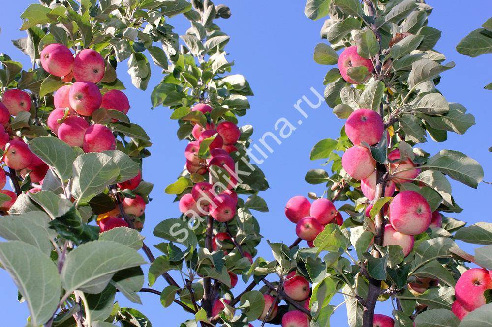 Сорта яблонь для урала с фото и описанием: лучшие зимние, карликовые и не только яблони уральской селекции