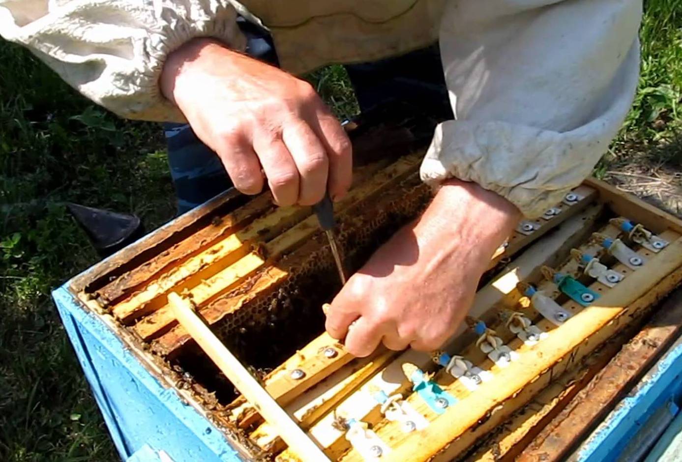 Обработка пчел муравьиной кислотой: инструкция, отзывы