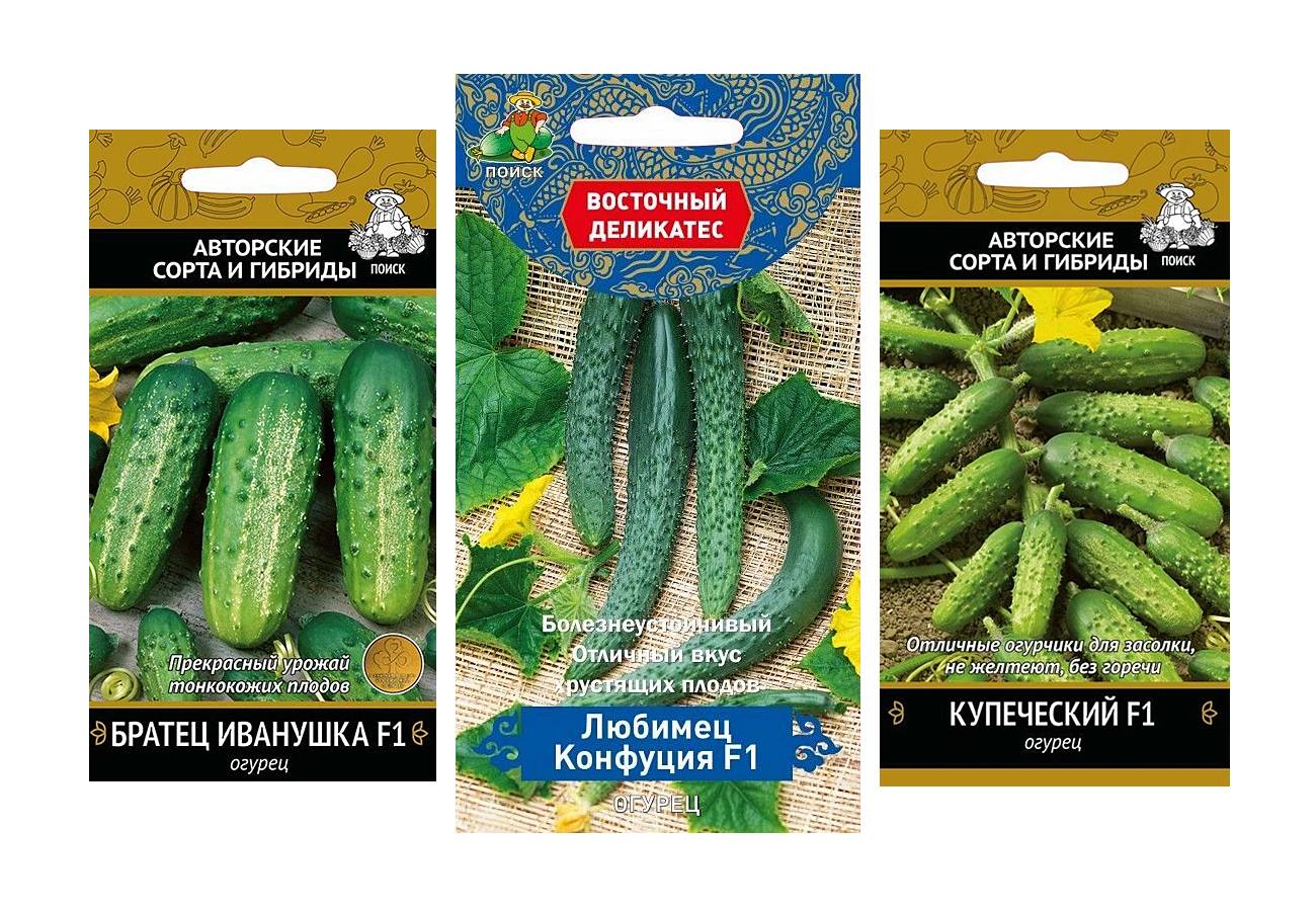 Описание сорта огурцов Купеческий и способы выращивания овоща