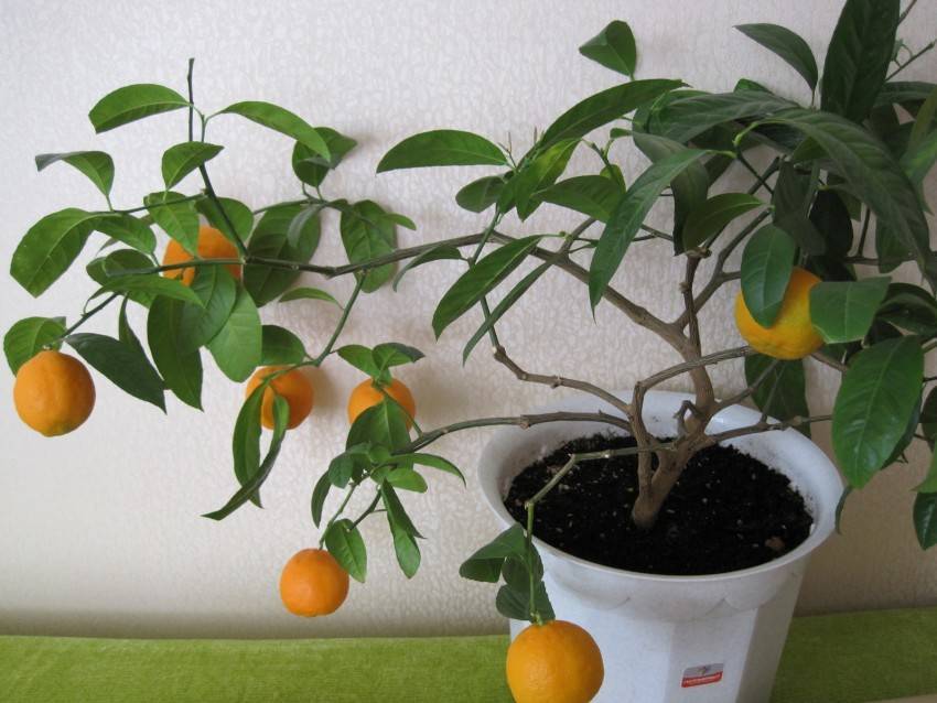 Как вырастить из косточки мандарин в домашних условиях