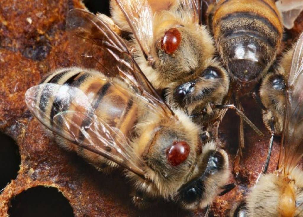 Лечение пчел от варроатоза
