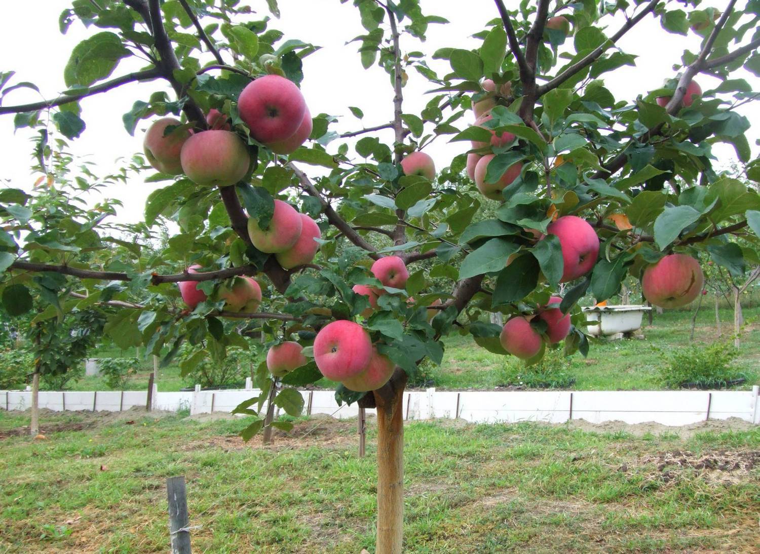 Рассказываем про осенние сорта яблонь для подмосковья