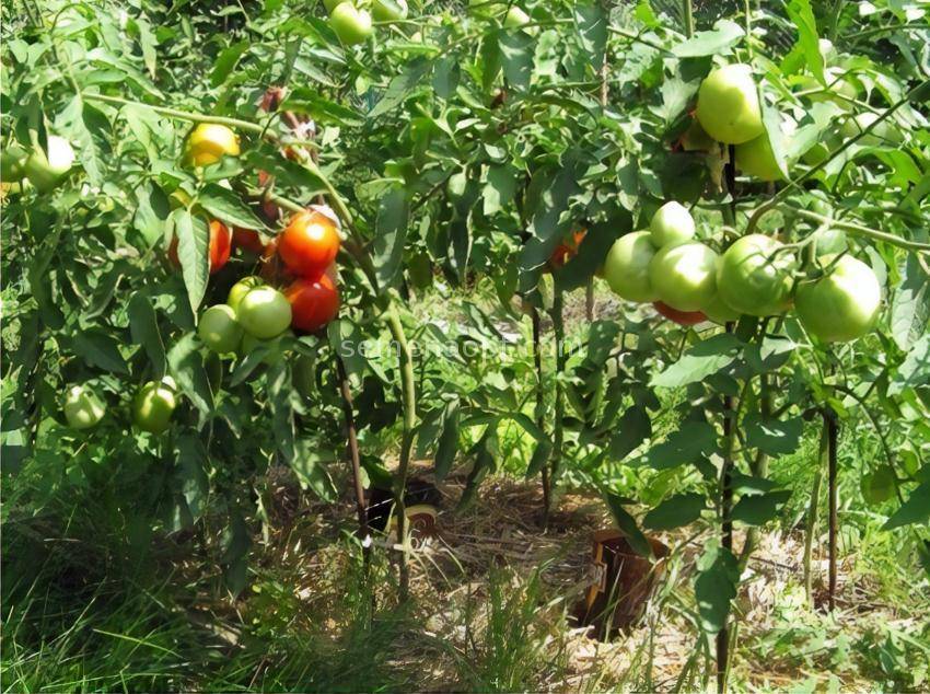 Гибриды помидор f1 - что это, чем отличаются от чистых сортов, достоинства недостатки