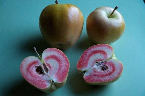 ✅ о сорте яблок розовый жемчуг: описание и характеристики сорта, посадка и уход