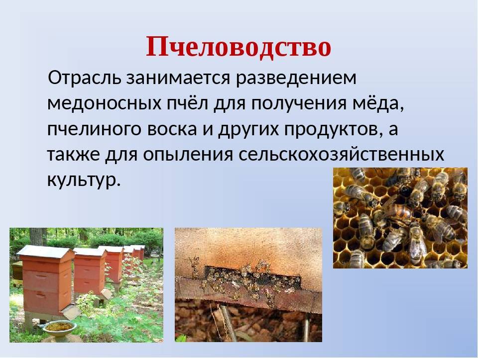 Жизнь нашей пасеки или практическое пчеловодство: средне-русская пчела на севере урала.