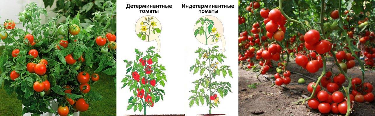 Знакомство с миниатюрными помидорами бонсай и практические рекомендации по их выращиванию дома