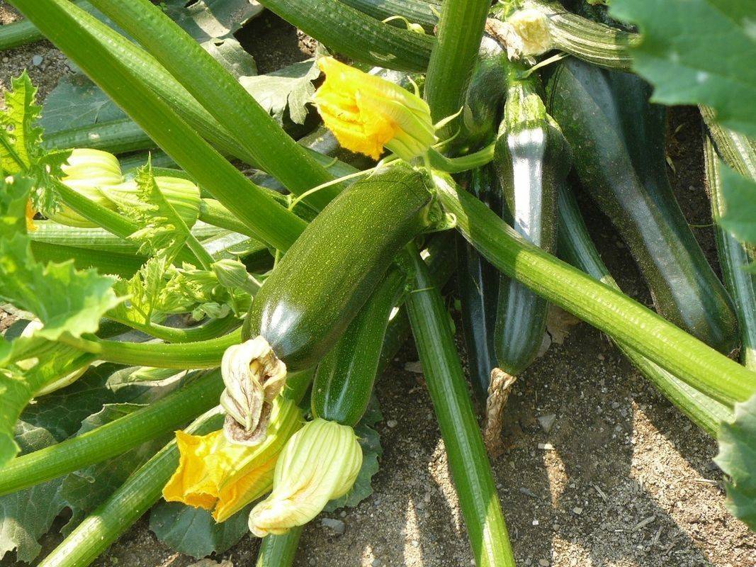 Как вырастить богатый урожай кабачков в открытом грунте
