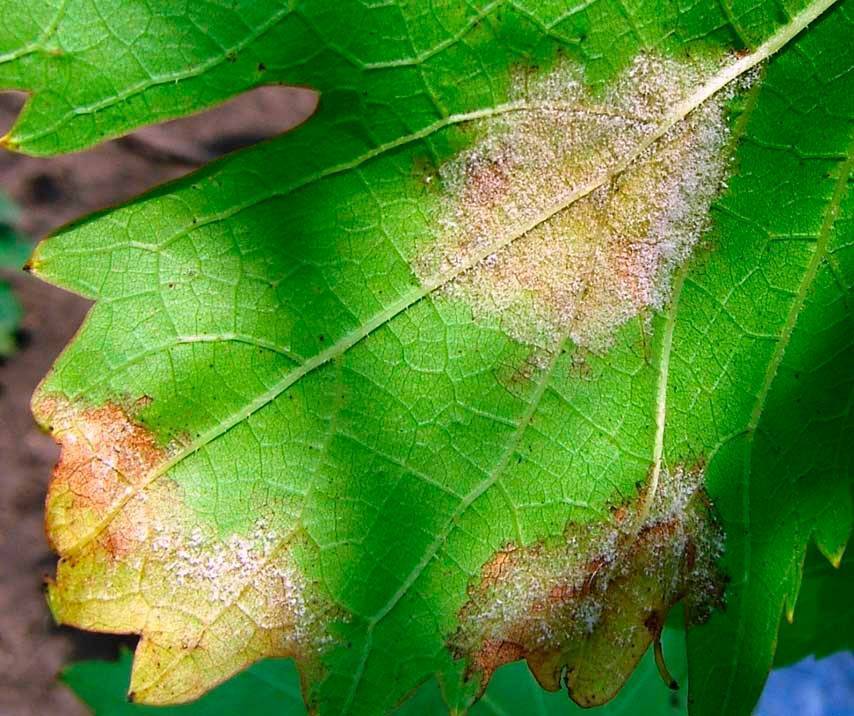 Виноград: болезни листьев, подробное описание, лечение, фото