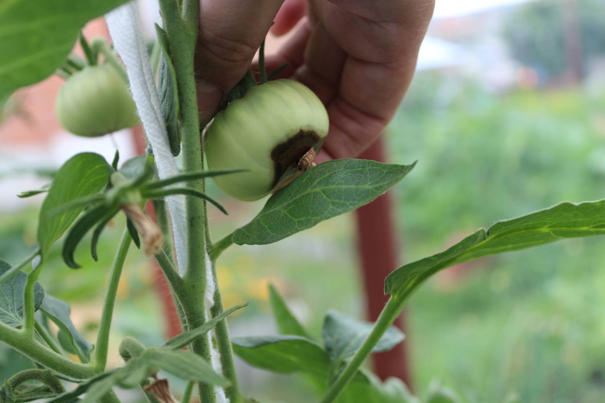 Помидоры чернеют снизу: что делать, если появились темные (черные) пятна на плодах томатов, причины почернения в теплице