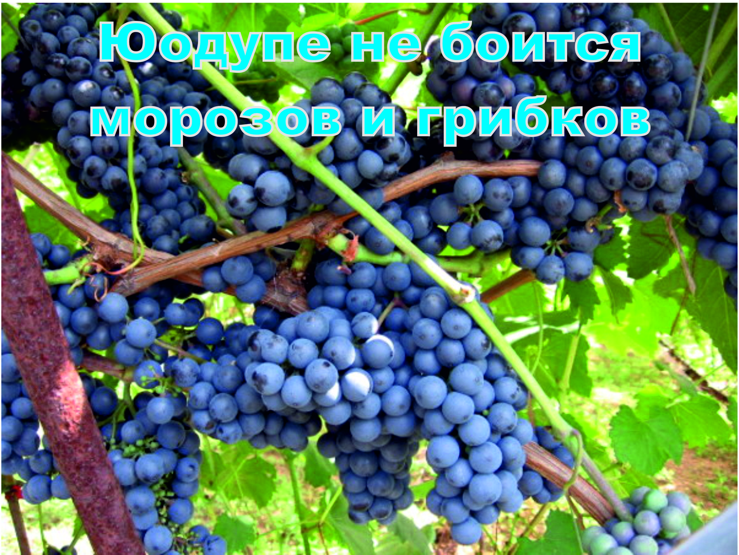 Виноград амурский: описание сорта, характеристики, отзывы
