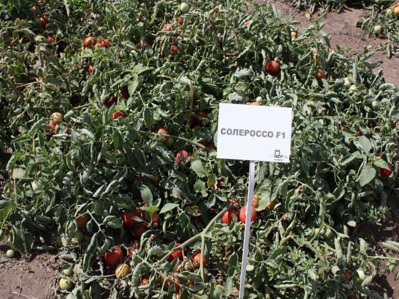 Томат солероссо f1: описание и отзывы об урожайности сорта, видео и фото семян, характеристика помидоров