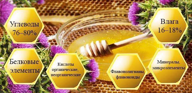 Мед расторопша: полезные свойства и противопоказания