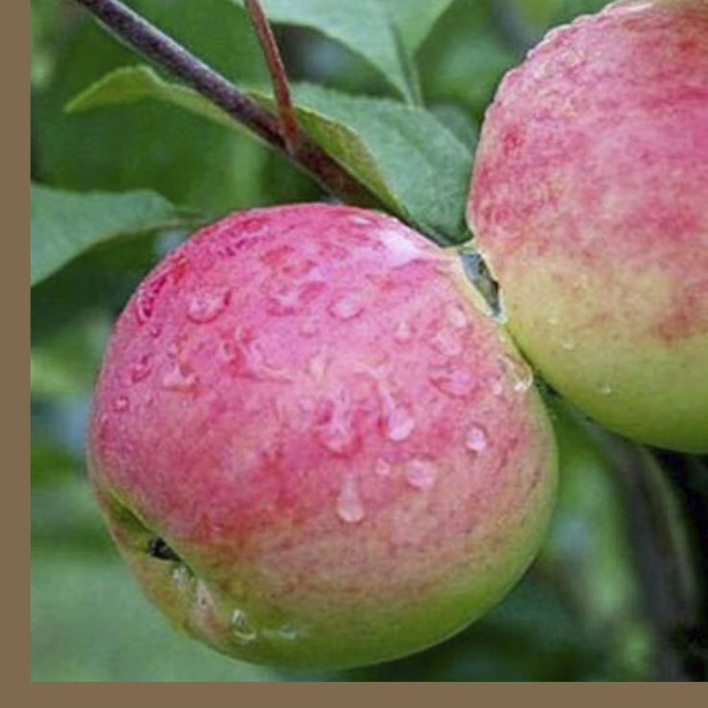 Яблоня мантет: описание и фото сорта, уход и защита от вредителей