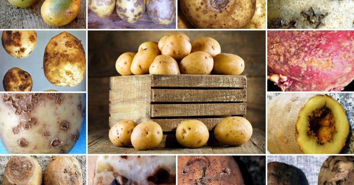 ✅ картофельные болезни: нематода, кольцевая и сухая гниль, как бороться