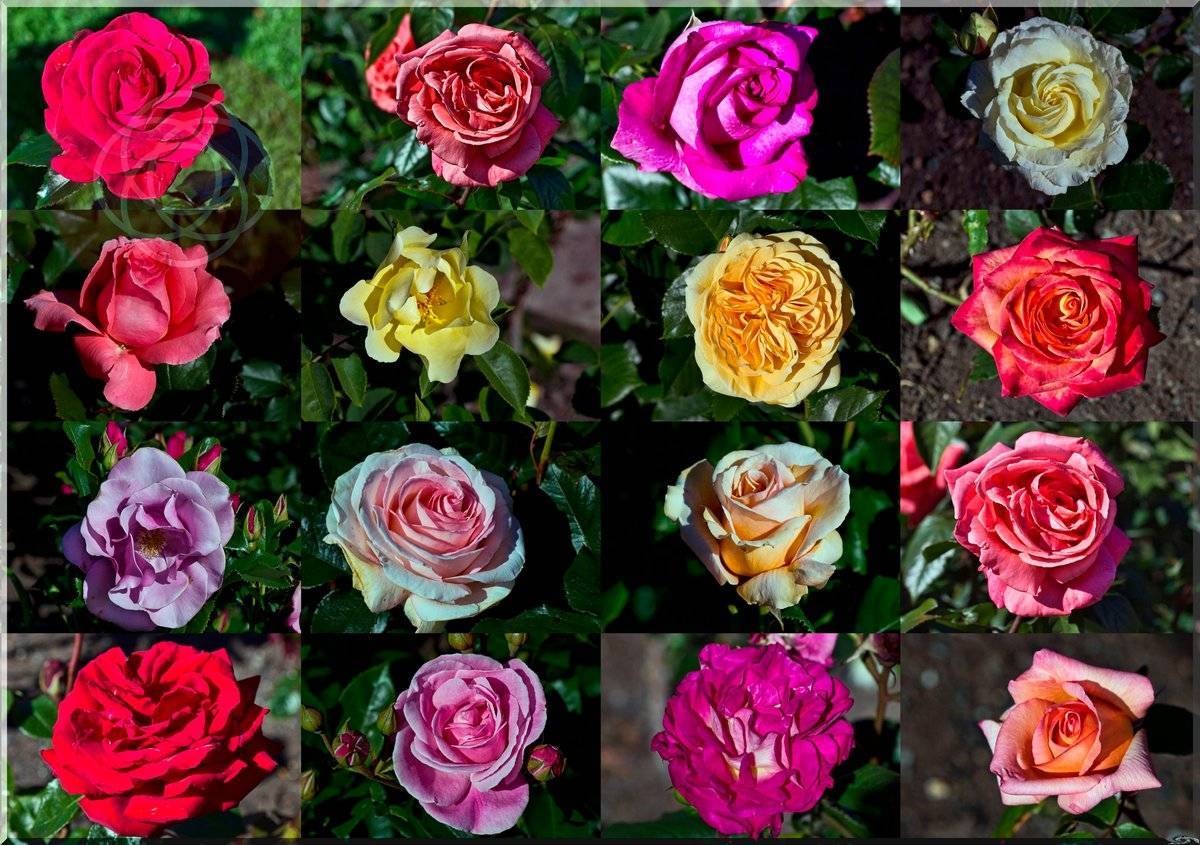 Самые красивые сорта роз