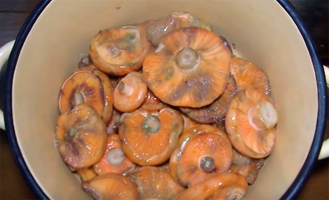Как солить грибы рыжики на зиму холодным и горячим способом правильно: лучшие рецепты, советы, секреты. как вкусно замариновать рыжики в банках: рецепт маринада для рыжиков на 1 литр воды. как солить