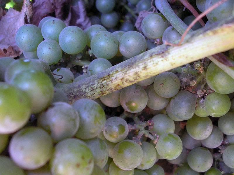 Самые эффективные способы лечения милдью винограда