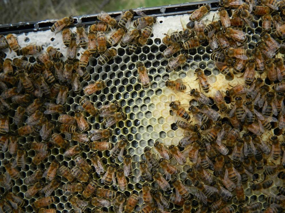 Применение огневки пчелиной для лечения - советы народной мудрости
                                             - 8 апреля
                                             - 43681403144 - медиаплатформа миртесен