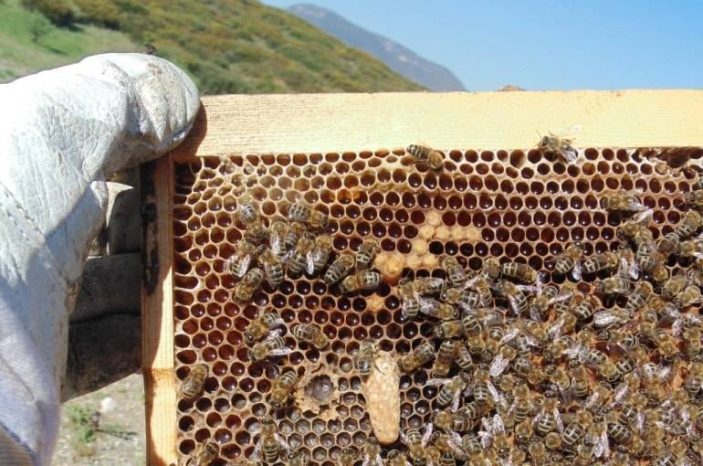Разведение пчел для начинающих: c чего лучше начать, фото и видео