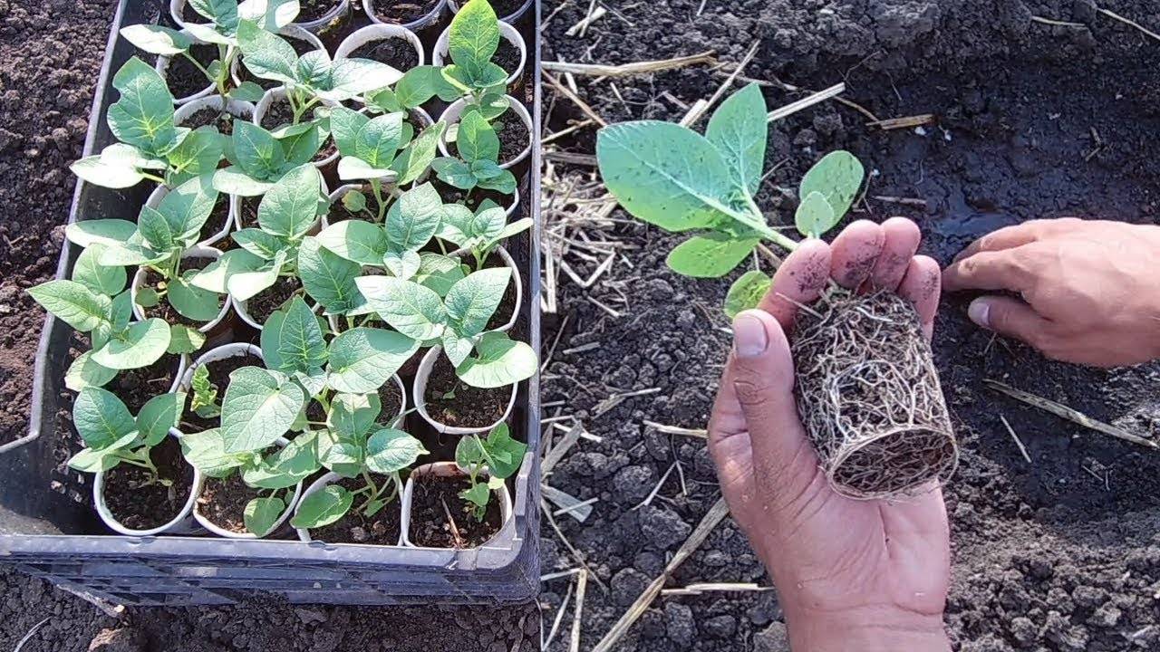 Можно ли вырастить картофель семенами: посадка и уход