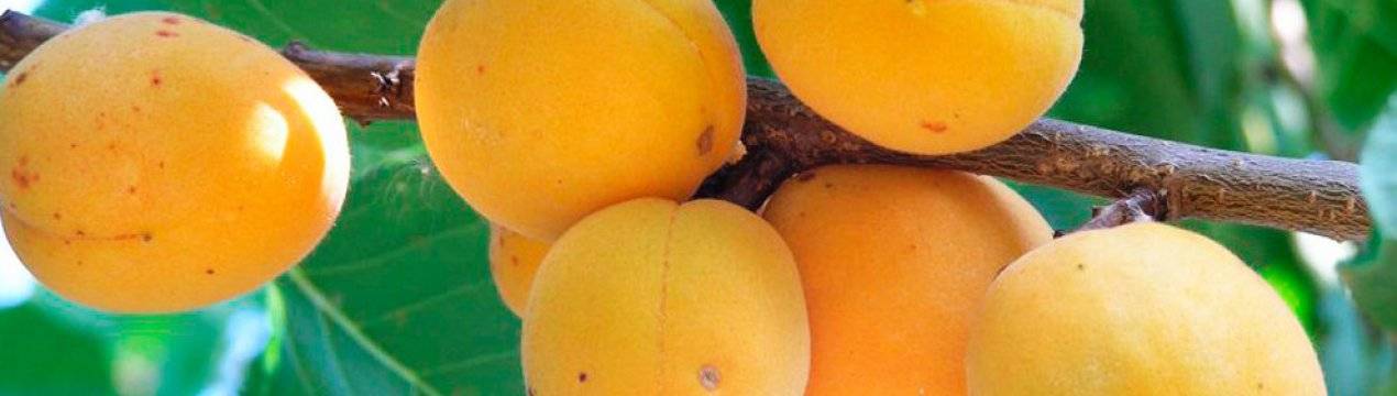 Самые вкусные лучшие сорта абрикосов и описание сортов
