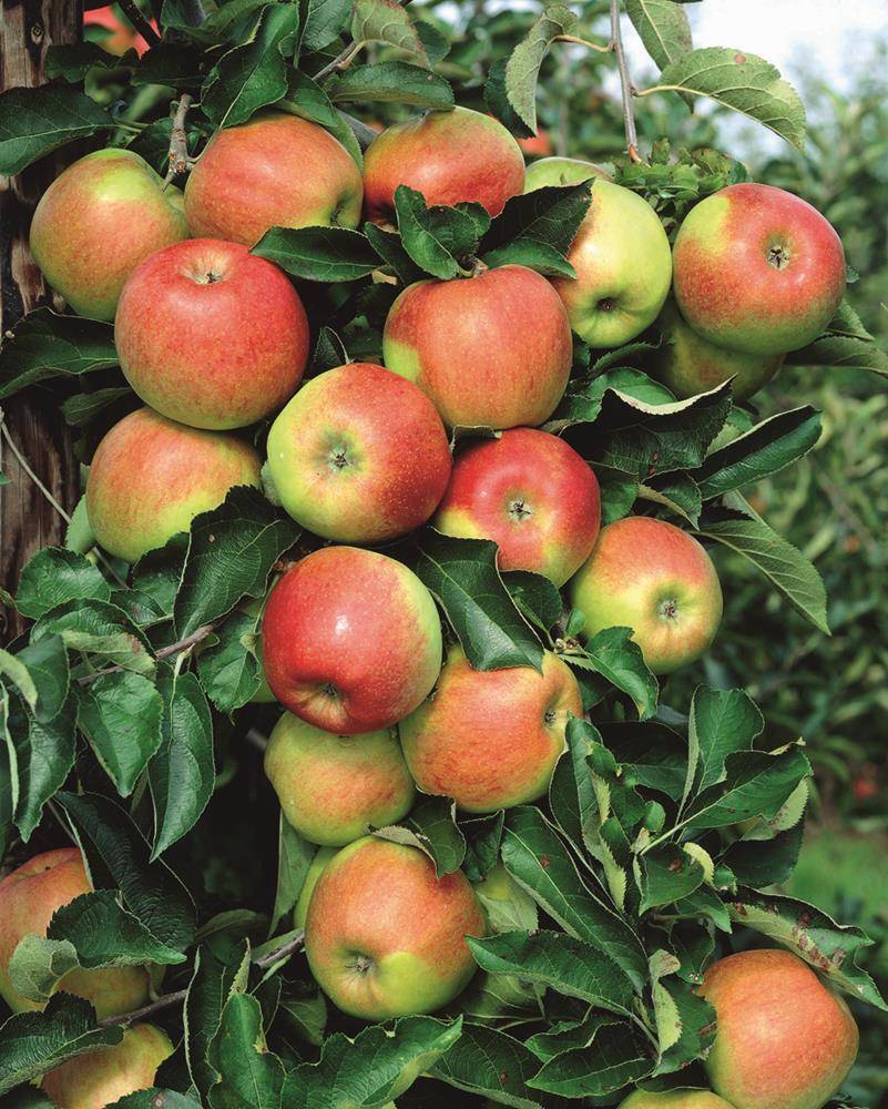 Cорт яблок джонаголд: характеристика, плюсы и минусы