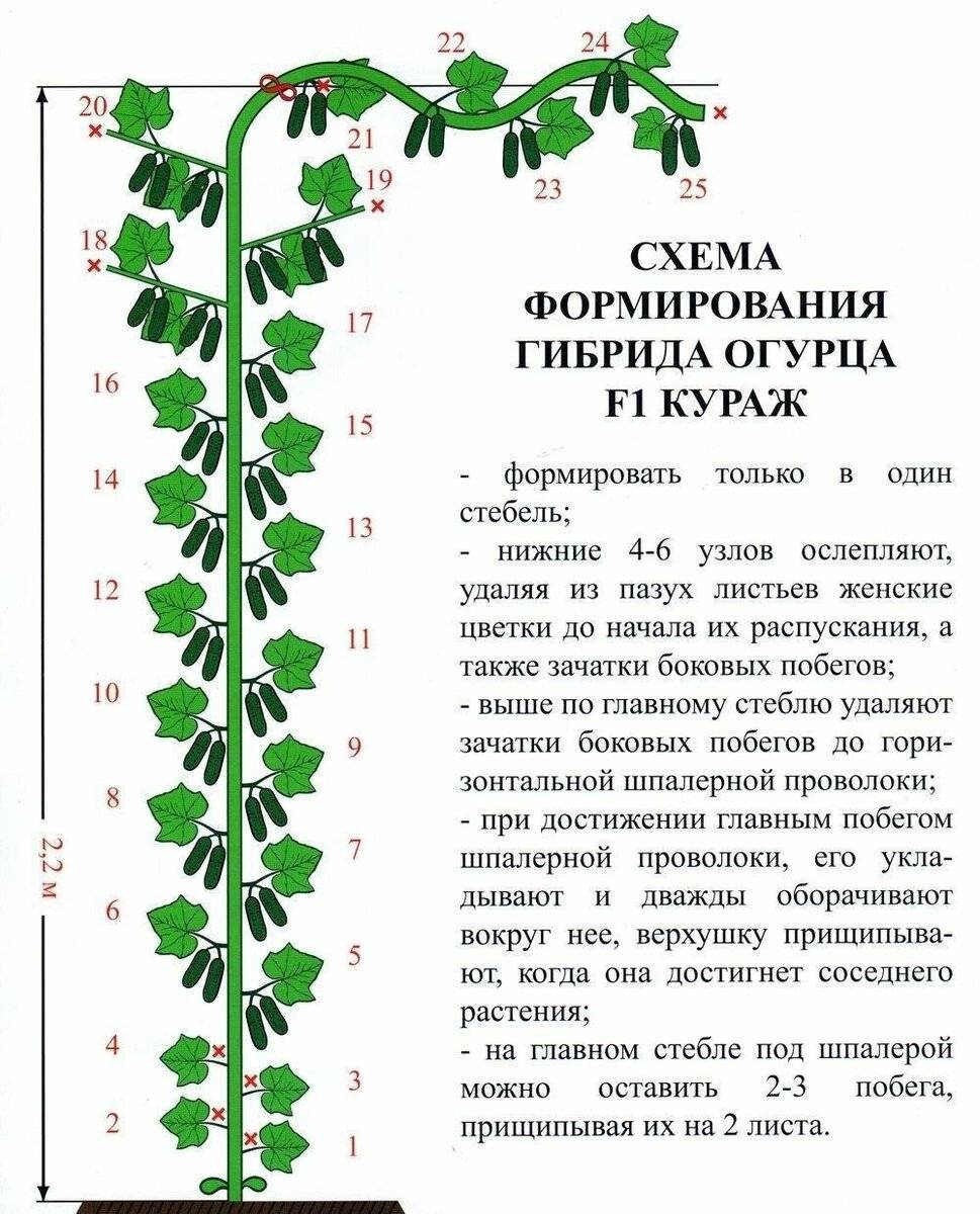 Как сформировать огурцы в теплице пошаговое фото схема