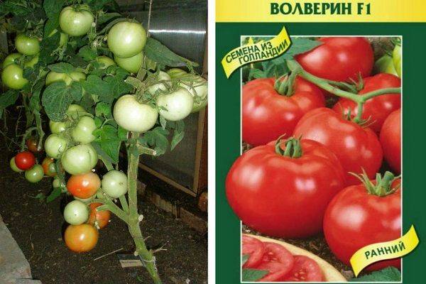 Томат импала f1: отзывы, фото, описание сорта, урожайность и правила выращивания