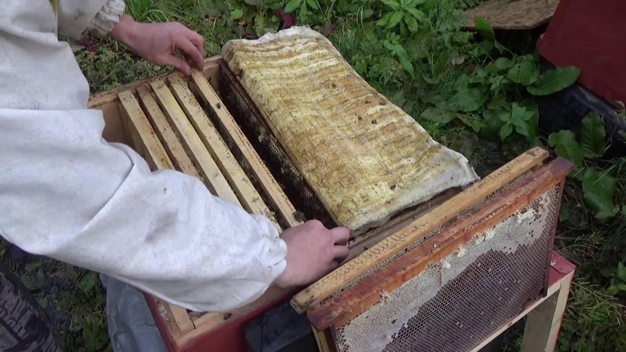 Средство бипин для пчел