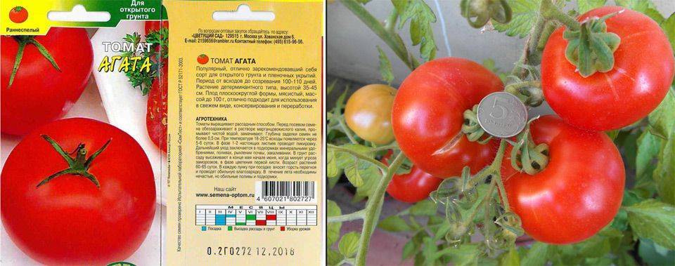 Томат агата: описание сорта, отзывы, фото, урожайность | tomatland.ru