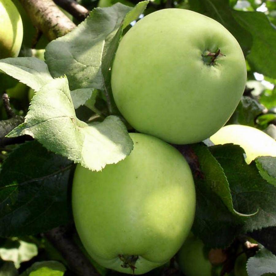 Описание сорта яблони московское позднее: фото яблок, важные характеристики, урожайность с дерева