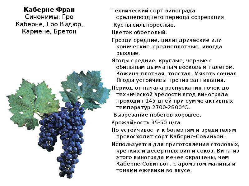 Виноград солярис: описание сорта, фото, отзывы