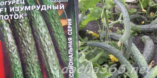 Огурцы сорта изумрудный поток: тонкие овощи для салатов. описание и характеристика