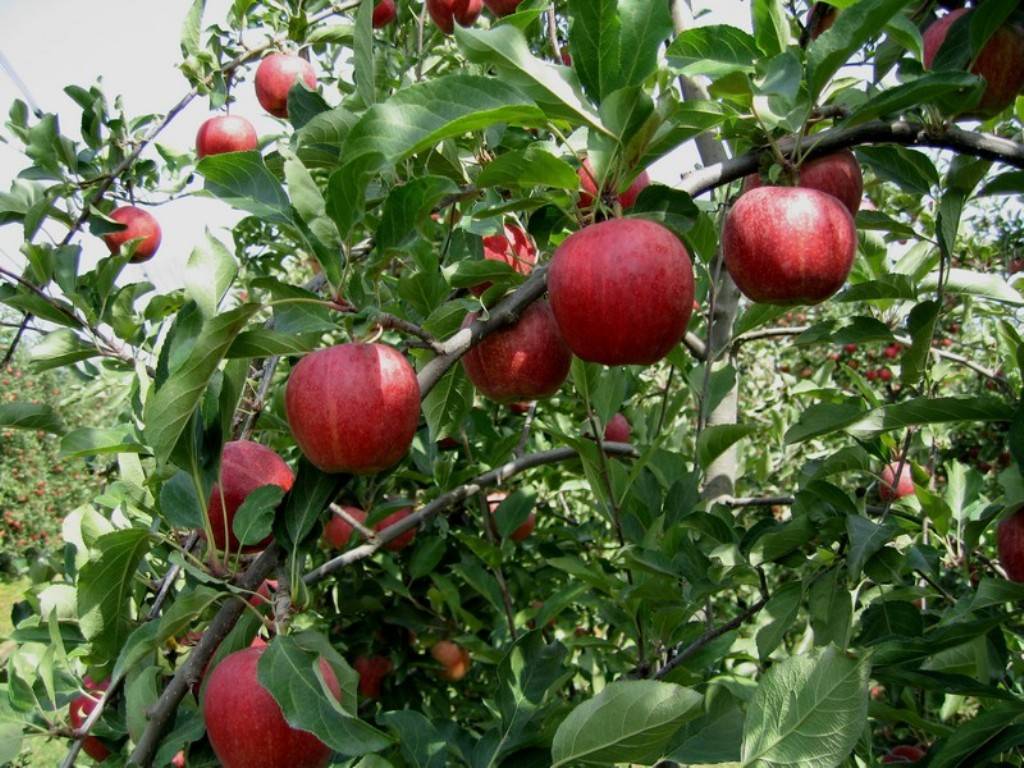 Яблоки гала - описание сорта с отзывами и фото, калорийность этих фруктов