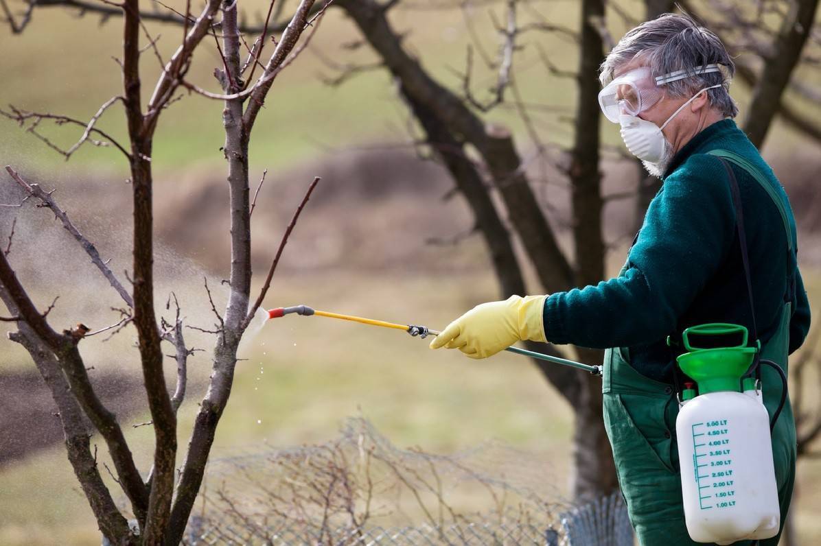Апрельская обработка яблонь в 2019 году: самые опасные болезни и вредители, схемы защитных обработок | теплотехники