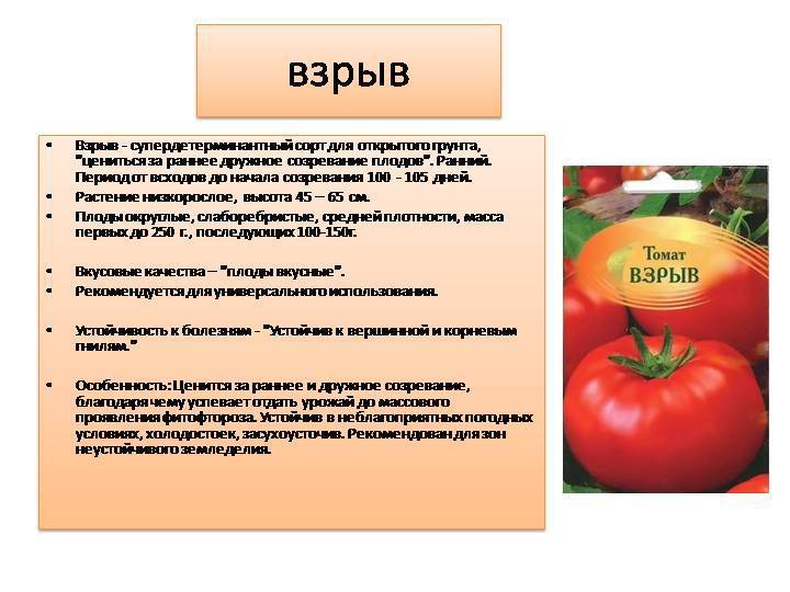 Описание сорта томата взрыв: особенности выращивания, урожайность, отзывы