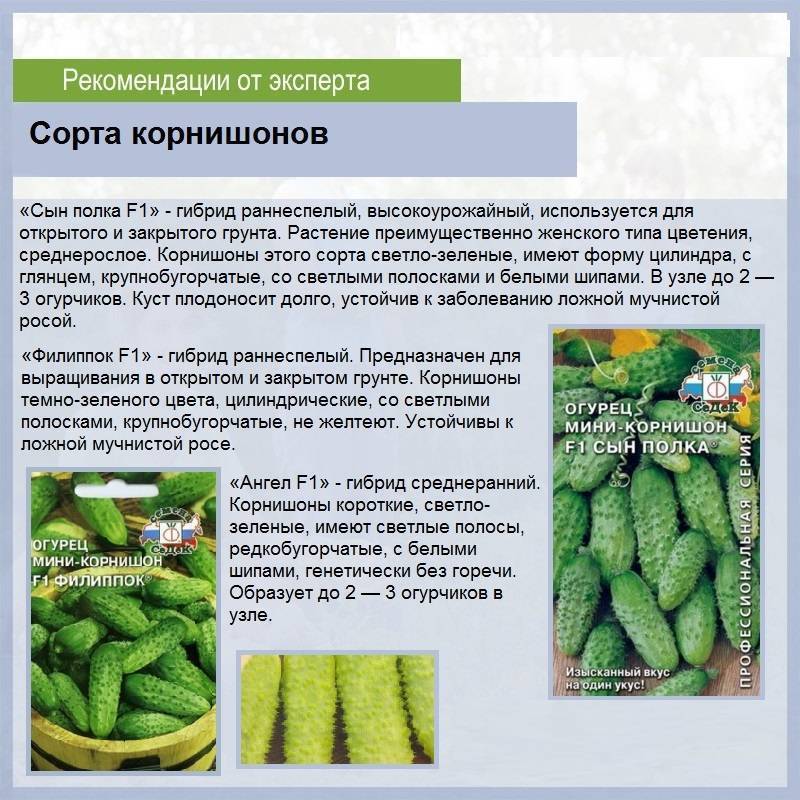 Самые лучшие сорта огурцов для средней полосы россии, урожайные и популярные гибриды.