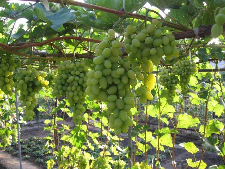 Виноград августин: описание и характеристики сорта, посадка и уход, размножение