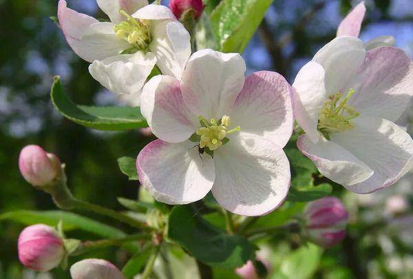 Яблоня: описание 25 лучших сортов с отзывами садоводов о них