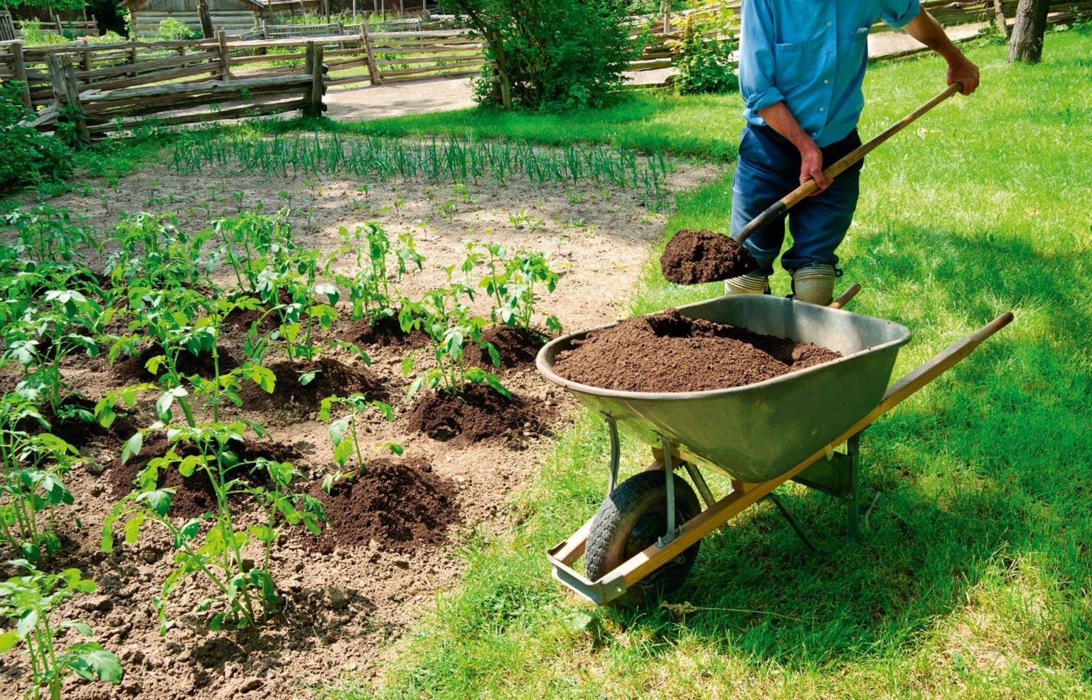 Конский навоз как удобрение: как применять для сада и огорода, как разводить, дозировки, отзывы