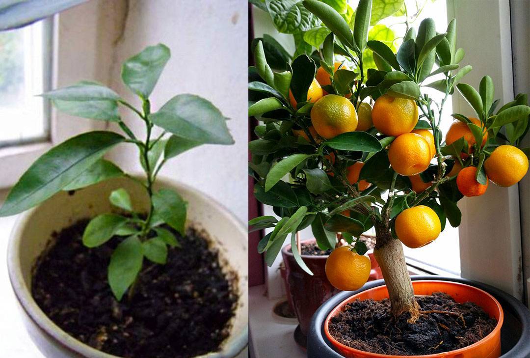 Выращивание мандарина в домашних условиях