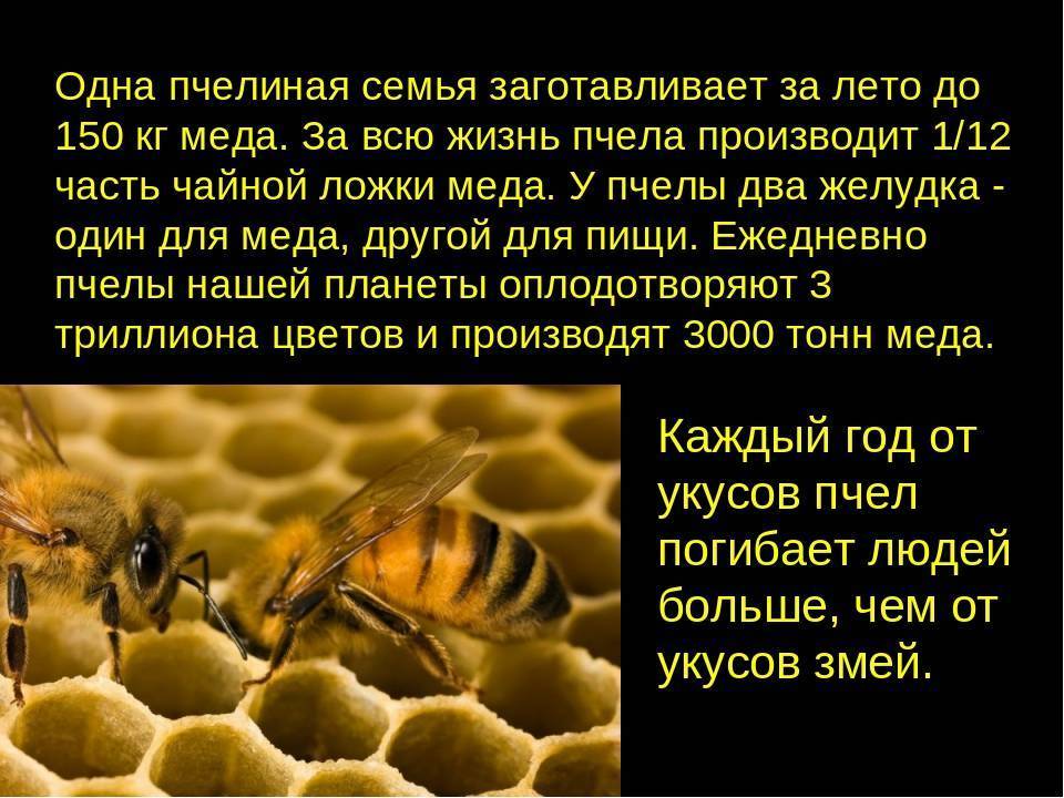 Интересные факты о пчелах — топ 20 неизвестных фактов - omvesti.com