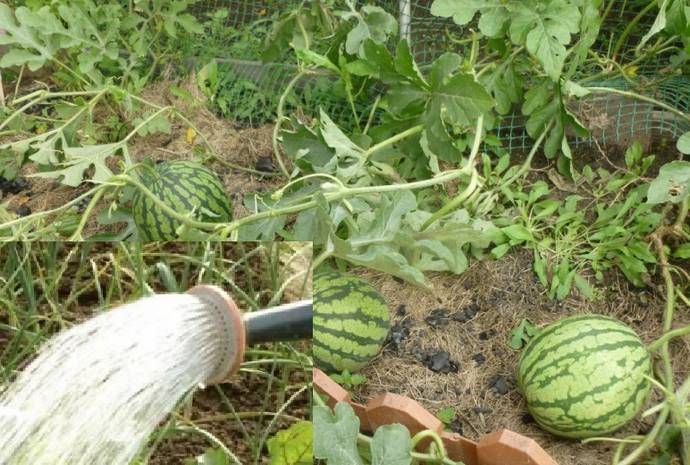 Как правильно поливать арбузы и дыни в открытом грунте: основные правила
