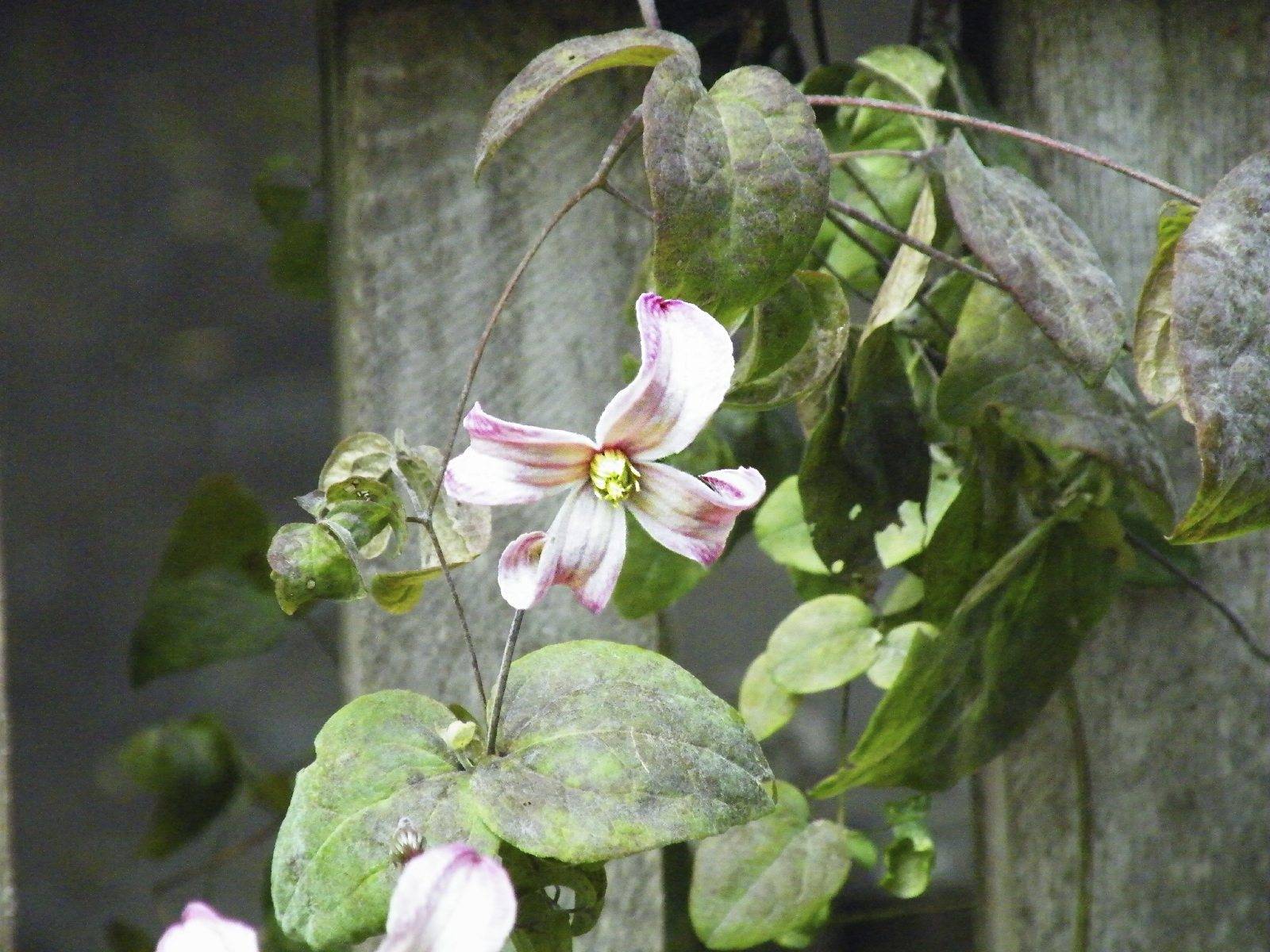 Когда цветет клематис и что нужно для обильного цветения?