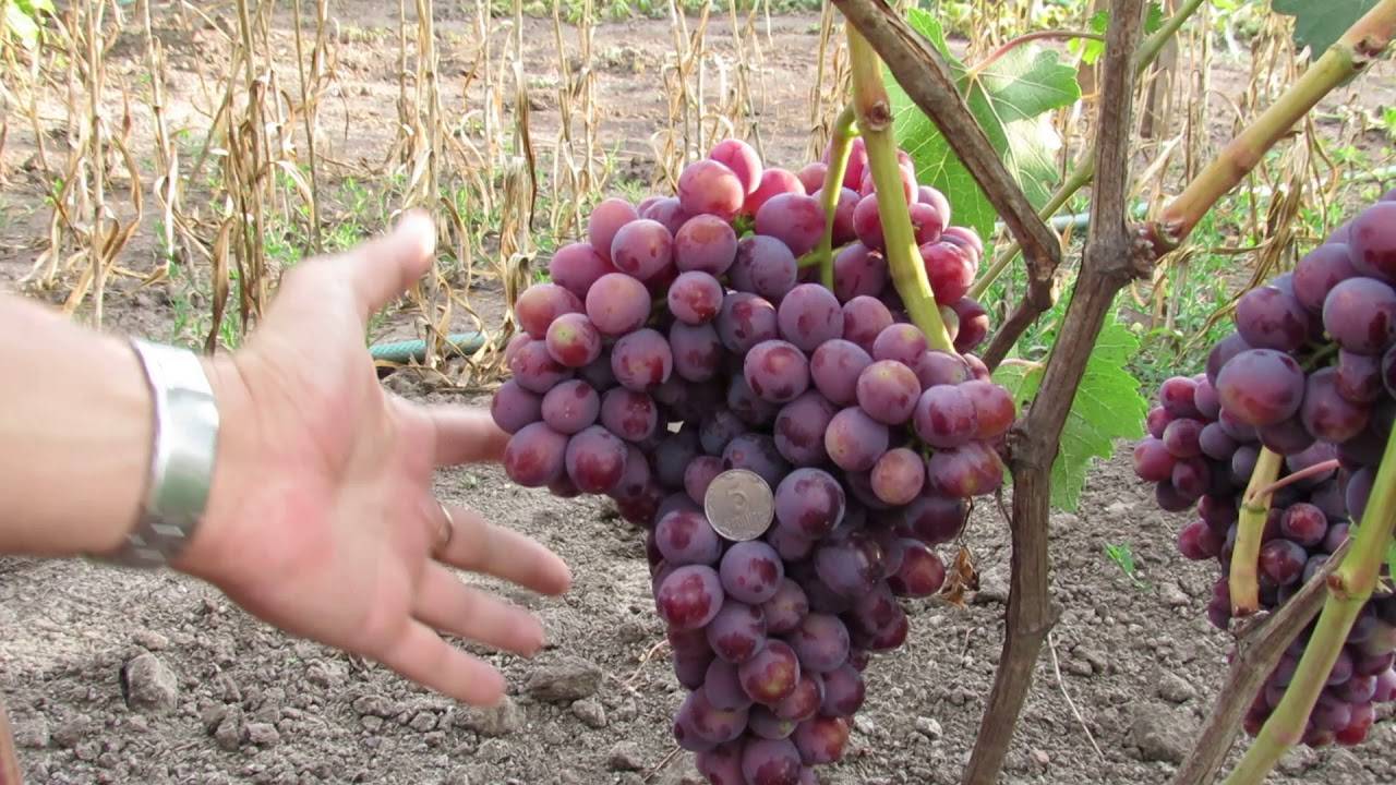Описание и характеристики сорта винограда подарок несветая, посадка и уход за лозой