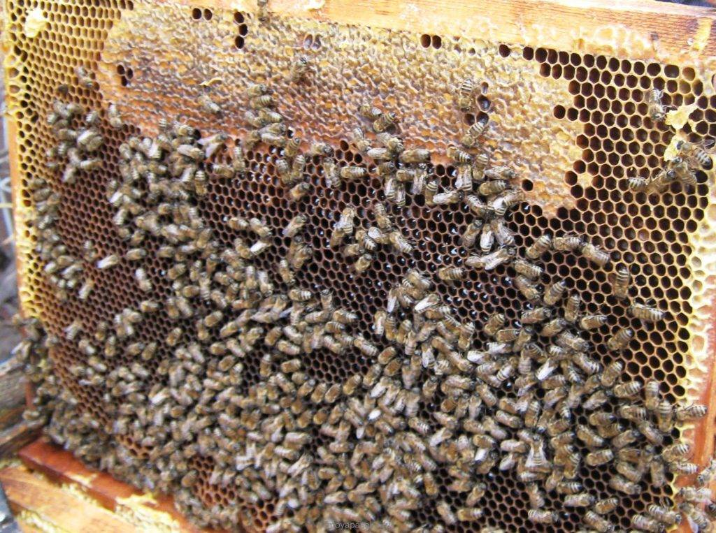 Диагностика и лечение браулеза пчел