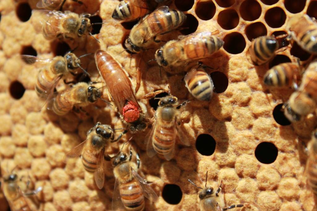 Бакфаст порода пчел — их недостаток, характеристики, описание