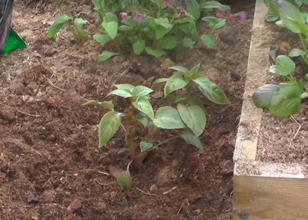 Бальзамин садовый: описание и сорта растения, правила посадки и ухода, выращивание из семян