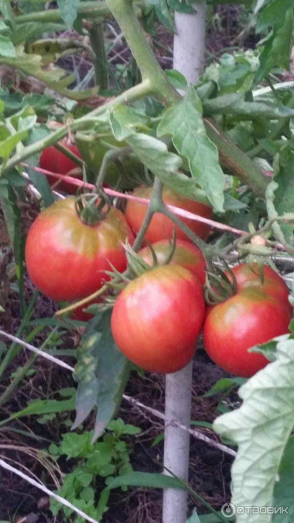 Фото, отзывы, описание, характеристика, урожайность сорта помидора «бони мм».